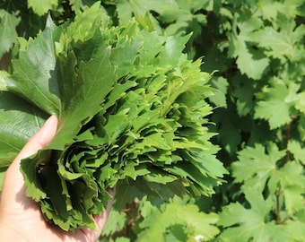 Organic Lebanese Grape Leaves (500g) – Premium Dry Vine Leaves for Dolma & Warak Enab