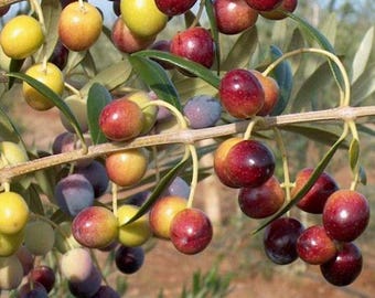 アルベキーナ種挿し木（3インチ）；非常に高い生産性；耐寒性