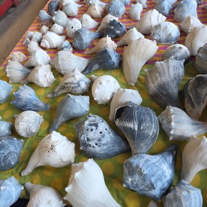 May include: A collection of various seashells in shades of white, gray, and blue, displayed on a striped and polka-dotted fabric. The shells vary in size and shape, showcasing natural textures and patterns. A variety of conch shells are visible.