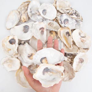 May include: A collection of numerous empty oyster shells with smooth, pearlescent white interiors and textured, mottled brown and gray exteriors. The shells vary in size and irregular shape, displaying natural organic curves and dark muscle scars.