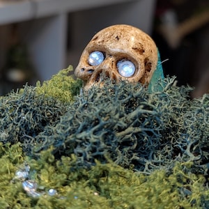 May include: A decorative skull with glowing blue eyes, partially obscured by green and blue-green moss. The skull has a weathered, textured appearance, suggesting an aged or antique aesthetic. The moss adds a natural, earthy element to the design.