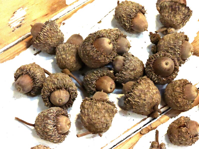 Burr Oak Acorns Natural Acorn Nuts with Caps Fringed Hats Etsy