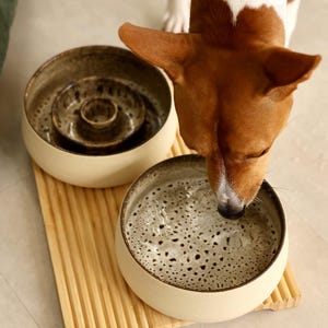 May include: A Basenji dog with brown and white fur drinks from a ceramic water bowl. The bowl is off-white with a speckled interior and sits on a wooden tray. Another bowl with a spiral design is next to it.