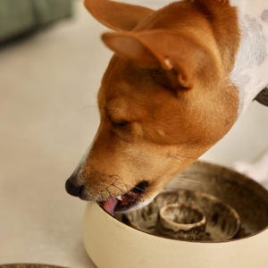 May include: A Basenji dog with brown and white fur, licking a beige ceramic bowl. The bowl has a unique, tiered design. A second, similar plate is visible in the foreground. The scene suggests a pet-related product.