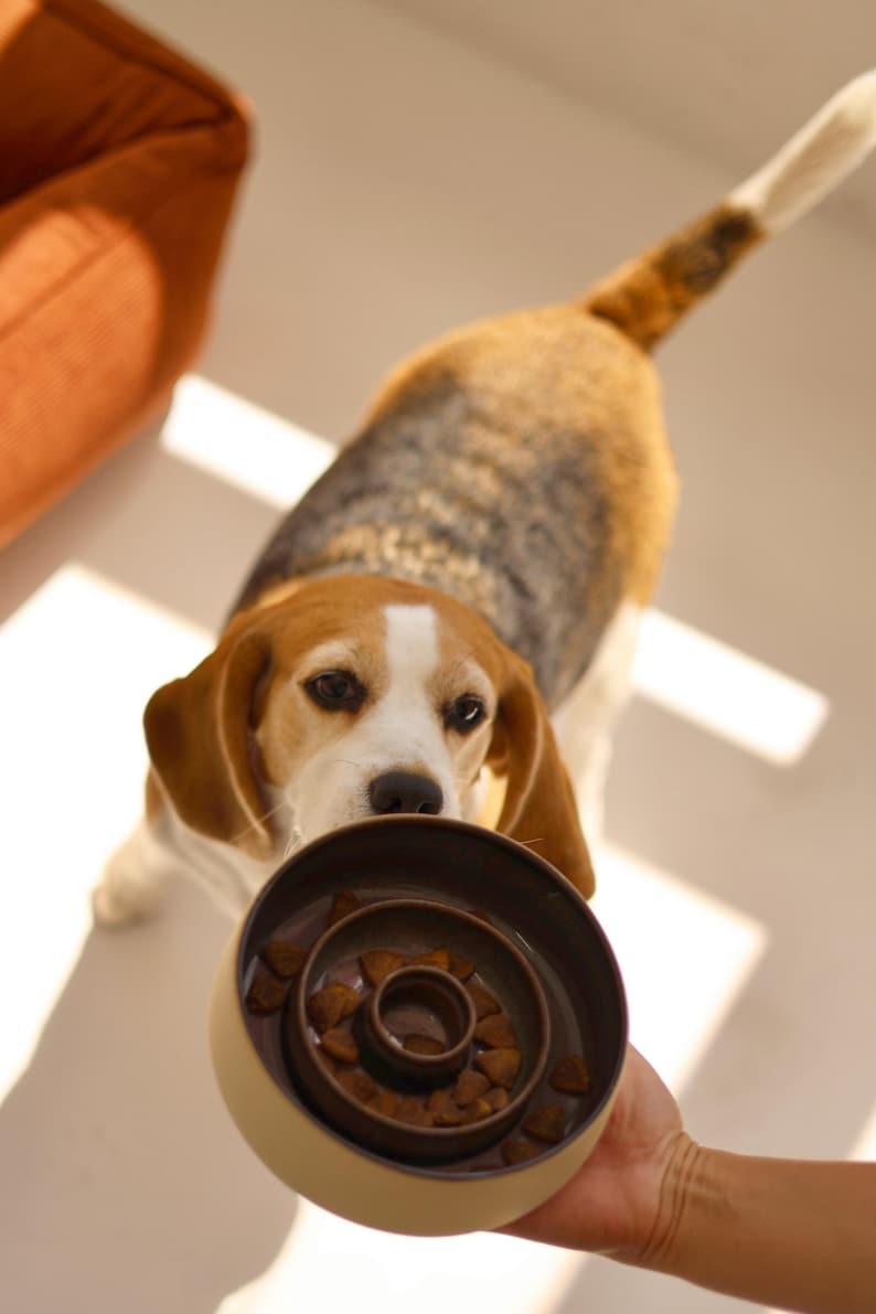 May include: A round, two-toned slow feeder dog bowl with a cream-colored exterior and a dark brown interior featuring concentric circular ridges. The bowl contains small, triangular brown dry kibble pieces for a beagle dog to eat.