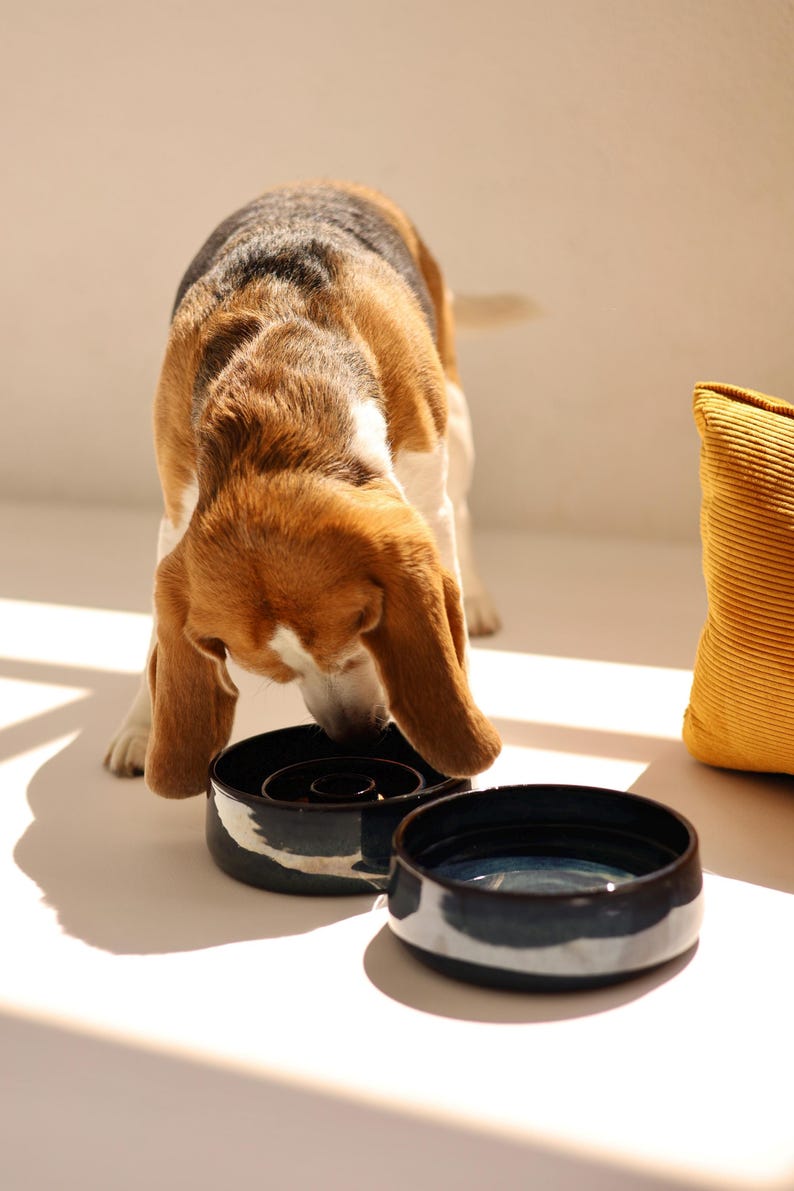 May include: A tricolor beagle dog eating from a round, black ceramic slow feeder bowl with a raised interior pattern, positioned next to a second matching black ceramic bowl filled with water and a yellow corduroy fabric item nearby.