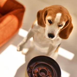 May include: A round, two-toned ceramic slow feeder bowl with a dark purple interior and a light beige exterior. The bowl features a raised, circular center ridge designed to slow down eating, containing small, brown, triangular dry pet food kibble.