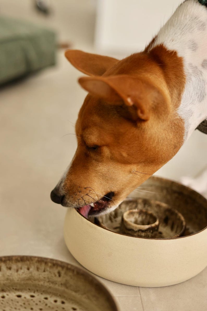 May include: A Basenji dog with brown and white fur, licking a beige ceramic bowl. The bowl has a unique, tiered design. A second, similar plate is visible in the foreground. The scene suggests a pet-related product.