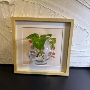 Puede incluir: Obra de arte botánico enmarcada con un jarrón de vidrio transparente que contiene plantas verdes. El jarrón está montado sobre un fondo rosa y blanco, encerrado en un marco de madera marrón claro. La obra se exhibe contra una pared blanca texturizada.