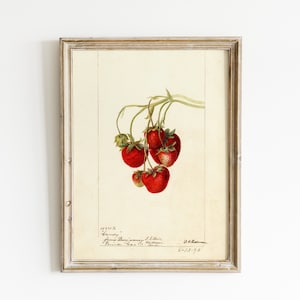 Vintage Botanical Strawberries Drawing | Kitchen Print | Vintage Naturalist Art | Printable Digital Art | Cottagecore Decor