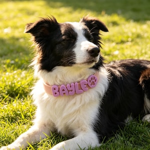 May include: A black and white dog wearing a light pink collar featuring the name BAYLE in raised, lavender-colored, rounded letters, followed by a small lavender paw print icon attached to the band, resting against the dog's white fur.