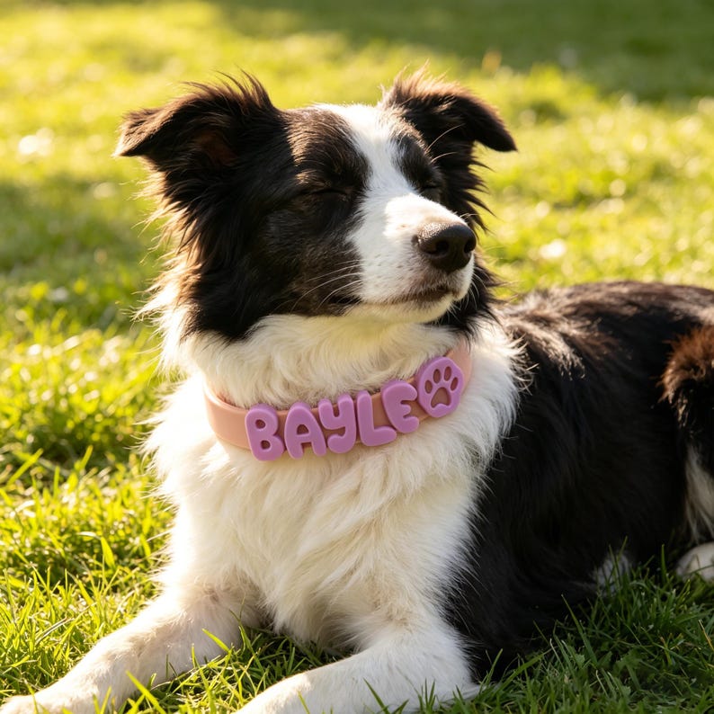 May include: A black and white dog wearing a light pink collar featuring the name BAYLE in raised, lavender-colored, rounded letters, followed by a small lavender paw print icon attached to the band, resting against the dog's white fur.