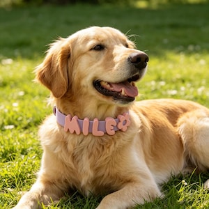 May include: A light purple dog collar featuring large, rounded, peach-colored letters spelling out the name MILE, followed by a small peach-colored flower charm. The collar is worn around the neck of a golden-colored dog with long fur.