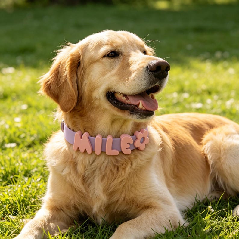 May include: A light purple dog collar featuring large, rounded, peach-colored letters spelling out the name MILE, followed by a small peach-colored flower charm. The collar is worn around the neck of a golden-colored dog with long fur.