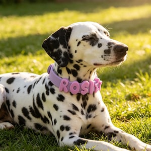 May include: A light purple dog collar featuring raised, rounded lettering that spells out the name ROSI, followed by a small star-shaped charm. The collar is worn around the neck of a white dog with black spots, shown in profile.