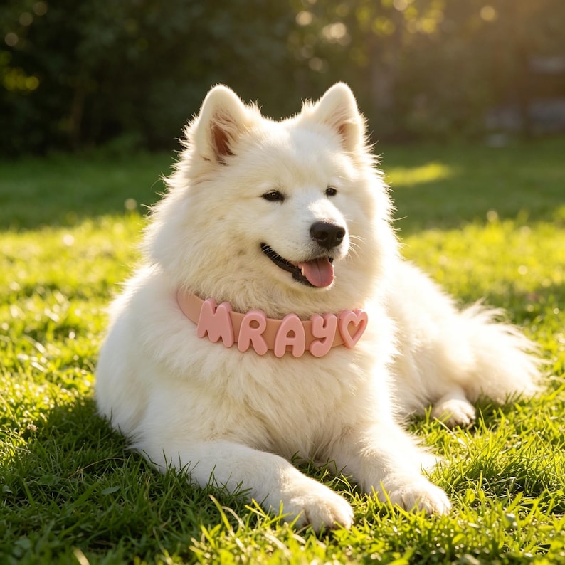 May include: A fluffy white Samoyed dog wearing a light pink collar featuring raised, rounded letters that spell out the name MRAY followed by a heart symbol. The dog has thick, white fur, pointed ears, and a black nose, with its mouth slightly open.
