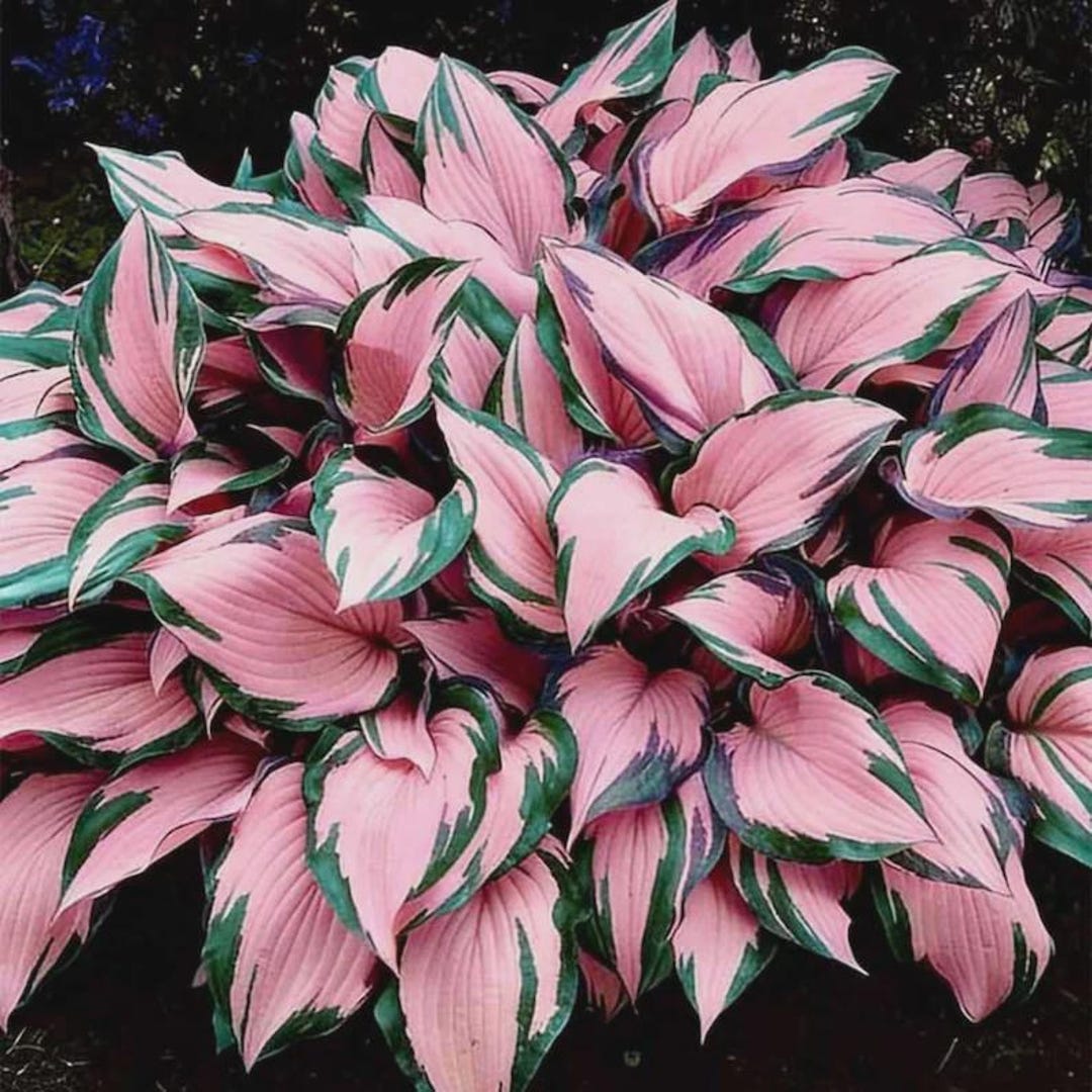 Pretty In Pink Hosta Pink and Green Hosta Seeds – Shade Garden Perennial - Etsy