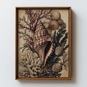 Könnte beinhalten: Ein gerahmter Kunstdruck mit einer detaillierten Illustration einer großen spiralförmigen Muschel, weißer Koralle, einer dunkelroten Seefächerkoralle und kleineren gemusterten Muscheln auf beigem Grund, eingefasst in einen dünnen Holzrahmen.