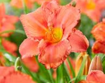 Daylily 'South Seas' Hemerocallis - 2 big roots
