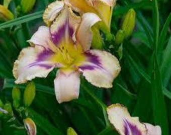Daylily 'Destined to See' Hemerocallis - 2 large roots