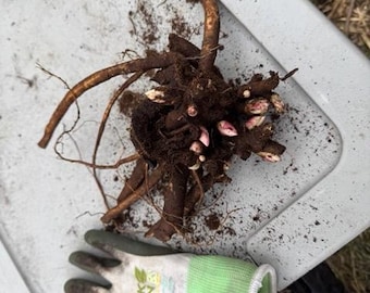 Peony 'Duchess de Nemours'  1 tuber 3-5 eyes