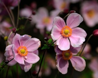 Anemone hybrida 'September Charm'