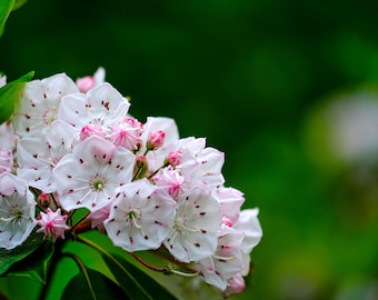 Kalmia latifolia 'Elf'