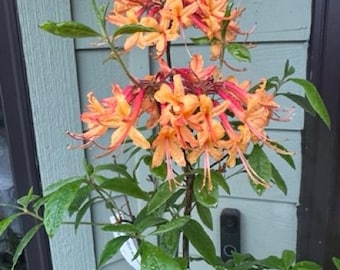 Rhododendron austrinum 'Millie Mac'