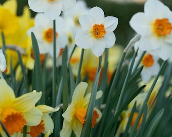 Fragrant daffodil assorted bulbs