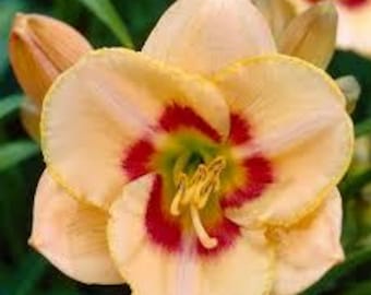 Daylily 'Custard Candy' Hemerocallis - 2 large roots