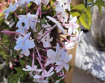 Jasminum polyanthum Pink Jasmine