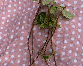 Japanese honeysuckle 'Mint Crisp' variegated cuttings 5pc