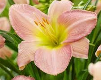 Daylily 'Catherine Woodbury' Hemerocallis - 3 large roots