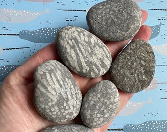 Fossilised coral pebbles
