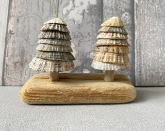 Driftwood and Limpet Shell Coastal Decor