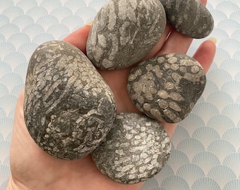 Fossilised coral pebbles