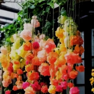 Pode incluir: Uma cascata de flores coloridas em tons de rosa, laranja e amarelo pendurada em uma videira verde. As flores estão agrupadas, criando uma exibição vibrante e atraente. Perfeito para decoração de jardins ou eventos.