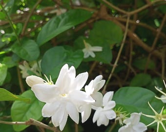 Blooms93 スカイフラワー 多年生 ウィーピング ジャスミン 10粒 ザデン