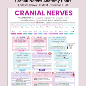 Cranial Nerve Study Guide - Etsy