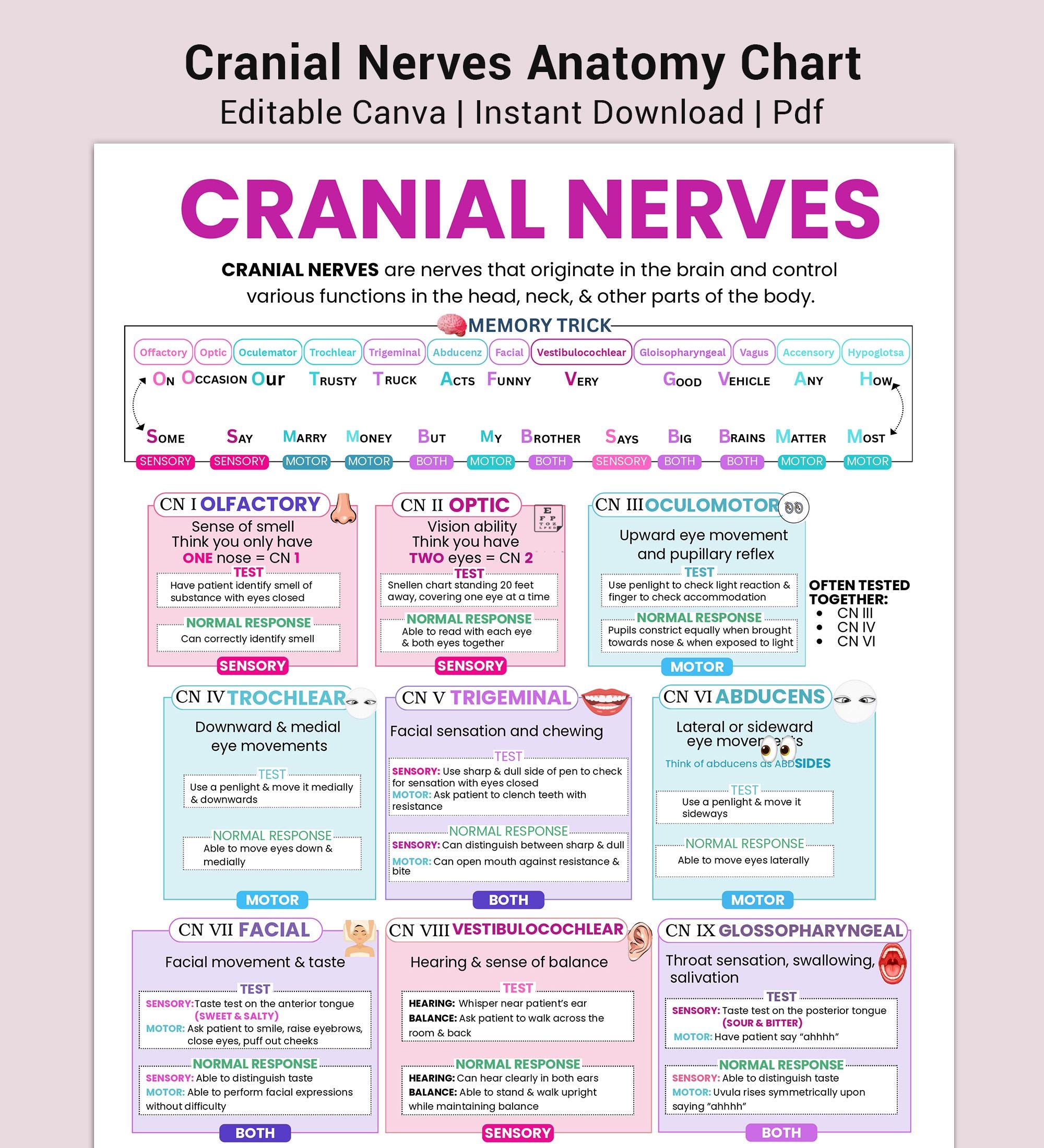 クレニアルスタディ・ガイド Tri-State Cranial 編 クレニアルスタディ・ガイド Tri-State Cranial 編 【公式通販】