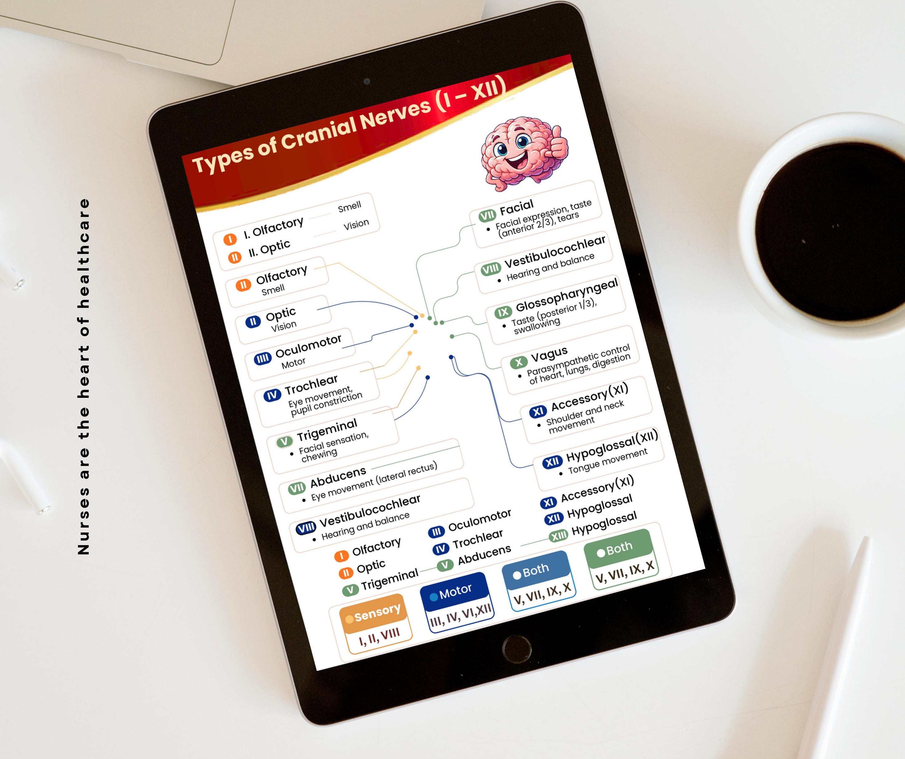 Cranial Nerves Study Guide | NCLEX Prep, Neuro Assessment (digital ...