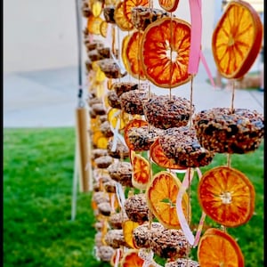 May include: A decorative display of hanging bird feeders and dried orange slices. The feeders are round and covered in seeds, alternating with the orange slices. The display is strung with twine and ribbons, set against a green lawn.