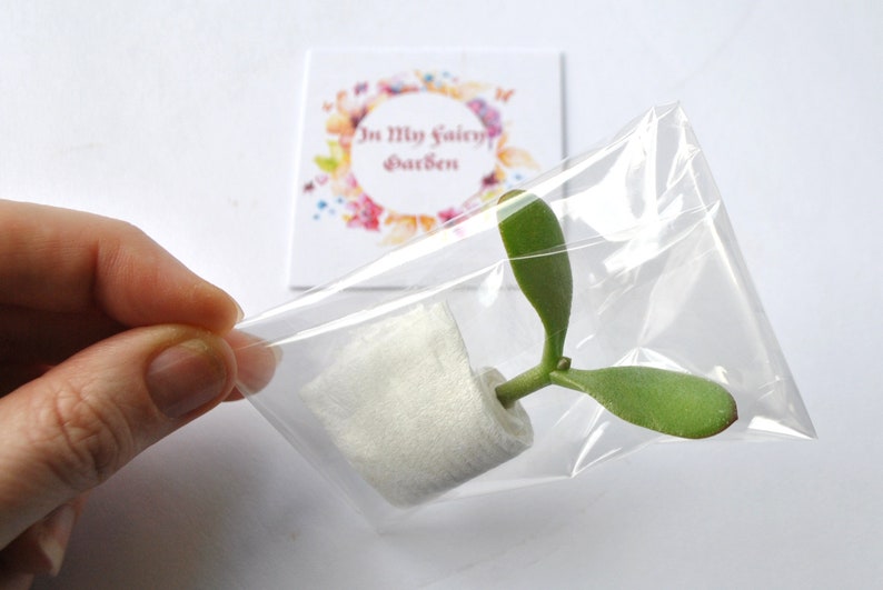 Lucky Jade Tree Plant Cutting Money Tree Lucky Gift Party Bag Etsy - image 0
