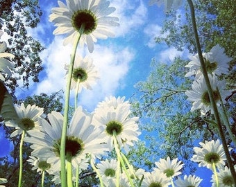 Looking up - Daisy Perspective - Photograph