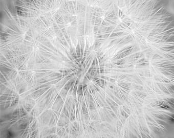 PHOTO / MACRO - dandelion - Photograph