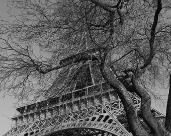 Torre Eiffel y árbol / Foto en blanco y negro / Fotografía de París