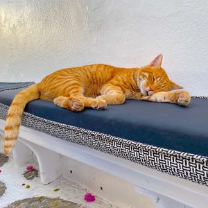 TJ, Tabby Cat / Mykonos Island, Greece / Cats of the World