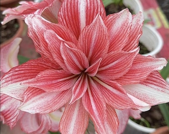 赤い光のヒッペアストラム・アマリリスガーデン | ギフトファミリー | ヒッペアストラムの球根の花