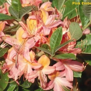 May include: Close-up of a cluster of pink and yellow azalea flowers with green leaves. The flowers have a delicate, layered petal structure and prominent stamens. The text "Pink Ember" is in the upper right corner.