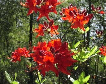 Native Azalea  'Radiant Red'    Ships in mum pot      Plant measures 10" to 18" tall